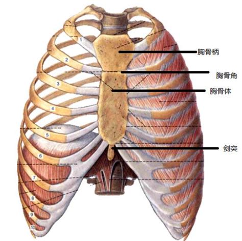 劍突圓球凸起痛|剑突为什么会圆球凸起